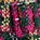 Assertive And Skirted Car Coat